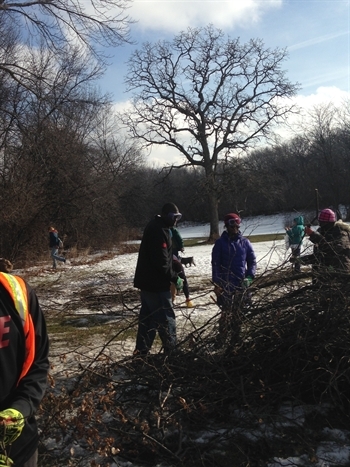 Youth are removing Invasive Plants from the Forest Preserve of Cook County